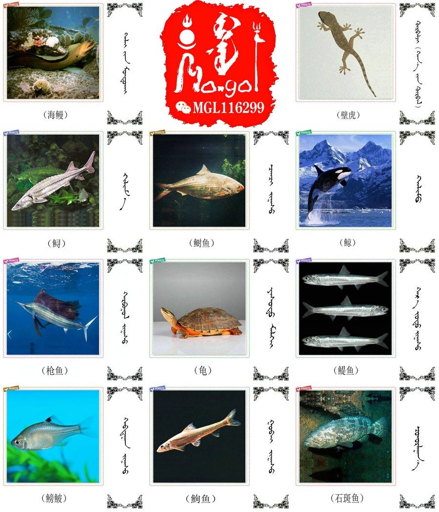 名词合集:水生.两栖.爬行类动物的名称81种(蒙古文 汉语) 第5张 名词合集:水生.两栖.爬行类动物的名称81种(蒙古文 汉语) 第5张