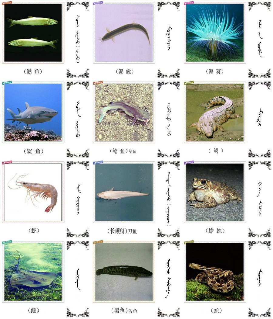 名词合集:水生.两栖.爬行类动物的名称81种(蒙古文 汉语) 第4张 名词合集:水生.两栖.爬行类动物的名称81种(蒙古文 汉语) 第4张