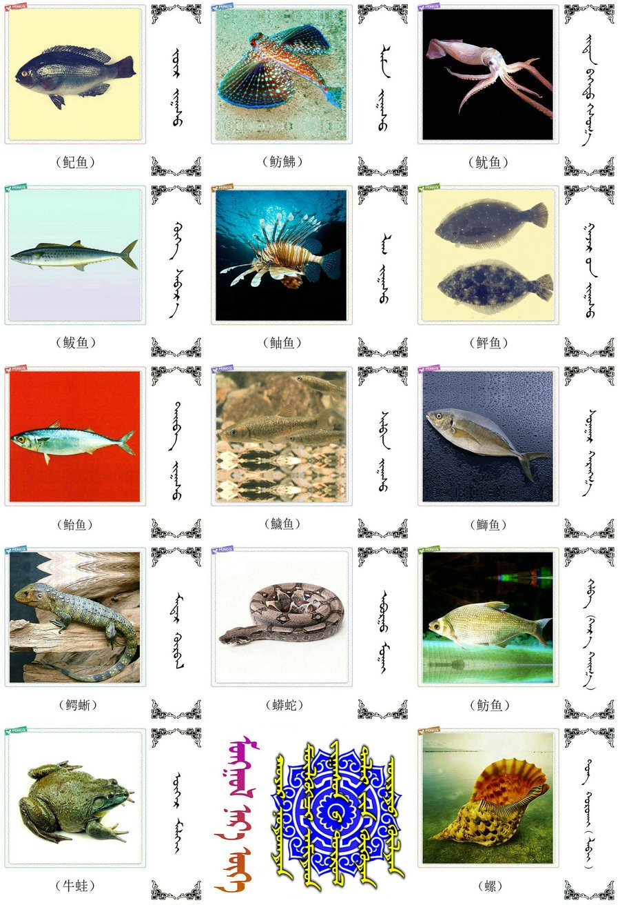 名词合集:水生.两栖.爬行类动物的名称81种(蒙古文 汉语) 第8张 名词合集:水生.两栖.爬行类动物的名称81种(蒙古文 汉语) 第8张