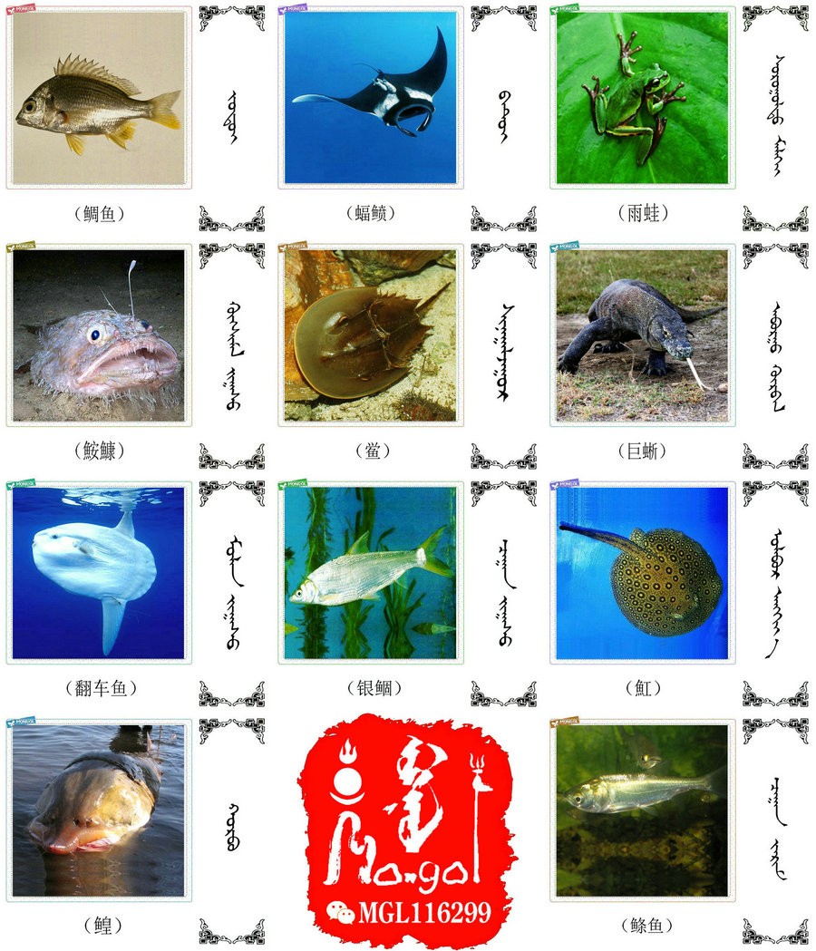 名词合集:水生.两栖.爬行类动物的名称81种(蒙古文 汉语) 第7张 名词合集:水生.两栖.爬行类动物的名称81种(蒙古文 汉语) 第7张