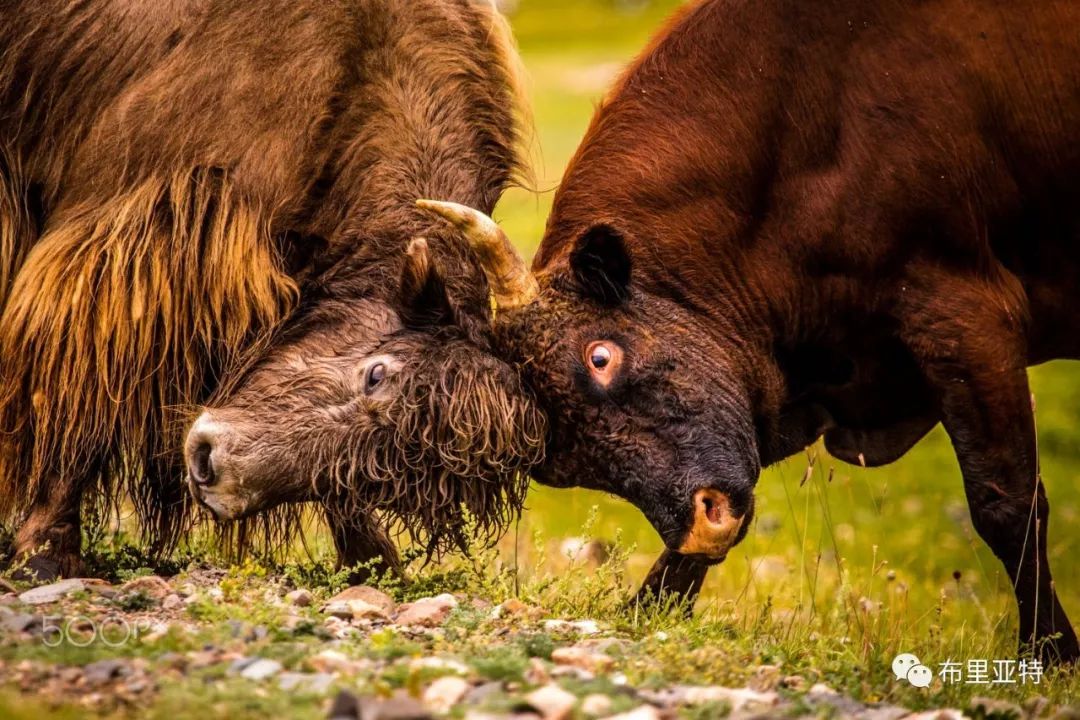 旅行摄影师甘乌力吉的摄影作品欣赏,太震撼! 第33张 旅行摄影师甘乌力吉的摄影作品欣赏,太震撼! 第33张