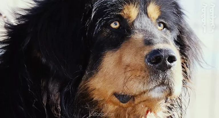 NOYONTON 2019诺英腾新游牧风T恤系列新鲜来袭! 第23张 NOYONTON 2019诺英腾新游牧风T恤系列新鲜来袭! 第23张