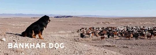 NOYONTON 2019诺英腾新游牧风T恤系列新鲜来袭! 第24张 NOYONTON 2019诺英腾新游牧风T恤系列新鲜来袭! 第24张