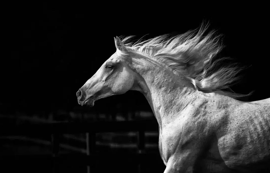 每个蒙文名字都有特别的意义，你的名字代表什么？ 第4张