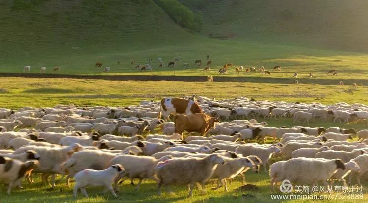 壮观！3000多个牧民 几十万头牛马羊 连绵几十里大迁移！ 第3张