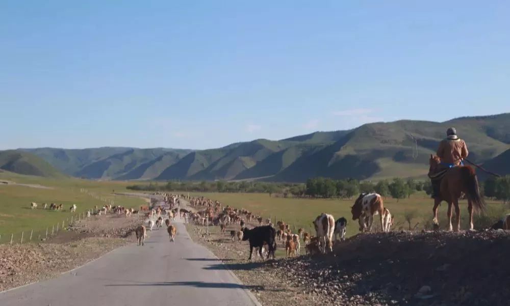 壮观！3000多个牧民 几十万头牛马羊 连绵几十里大迁移！ 第15张