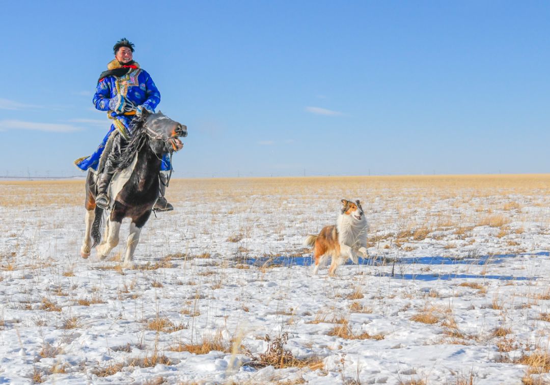 太帅了！天降神驹——蒙古马！ 第15张