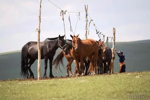 蒙古草原夏季美景图集,太美了 第2张 蒙古草原夏季美景图集,太美了 第2张