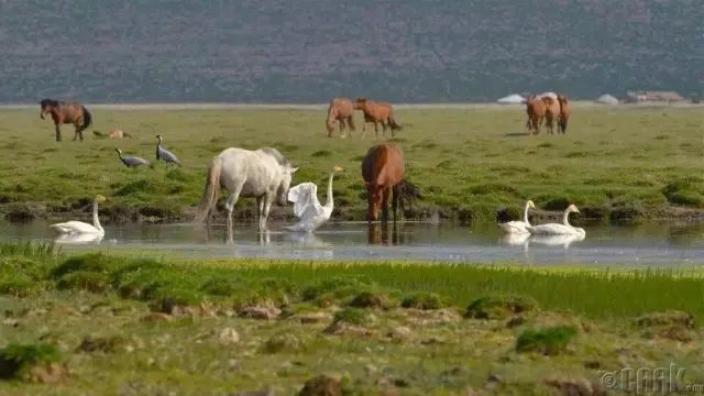 蒙古草原夏季美景图集,太美了 第9张 蒙古草原夏季美景图集,太美了 第9张