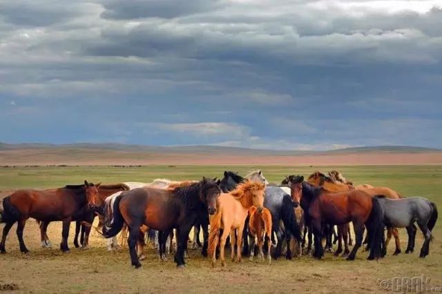 蒙古草原夏季美景图集，太美了 第6张