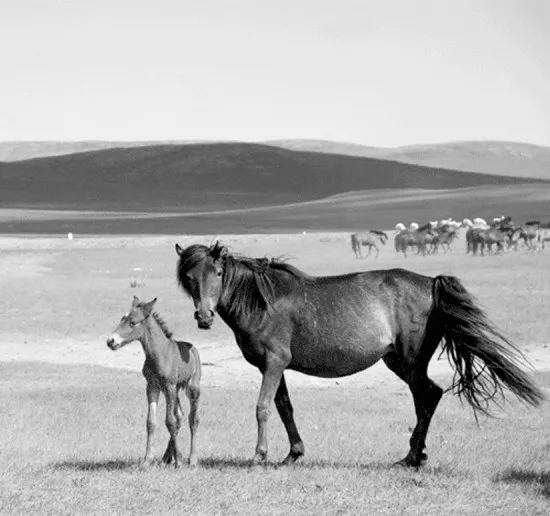 再探敖伦苏木古城 (组图) 第8张 再探敖伦苏木古城 (组图) 第8张