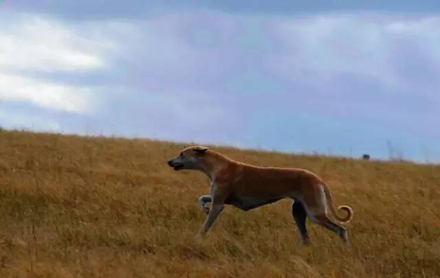跟随成吉思汗远征欧洲的战犬——蒙古细犬 第6张