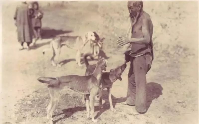 跟随成吉思汗远征欧洲的战犬——蒙古细犬 第2张