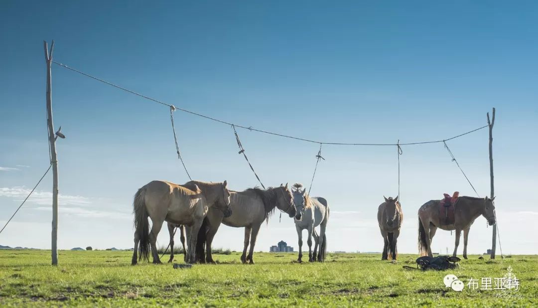 到了蒙古草原上，本身就活成了诗 第4张