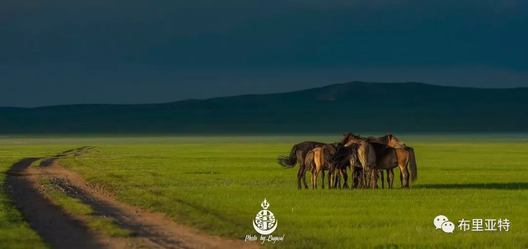 到了蒙古草原上，本身就活成了诗 第9张