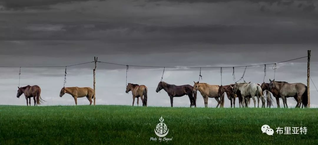到了蒙古草原上，本身就活成了诗 第23张