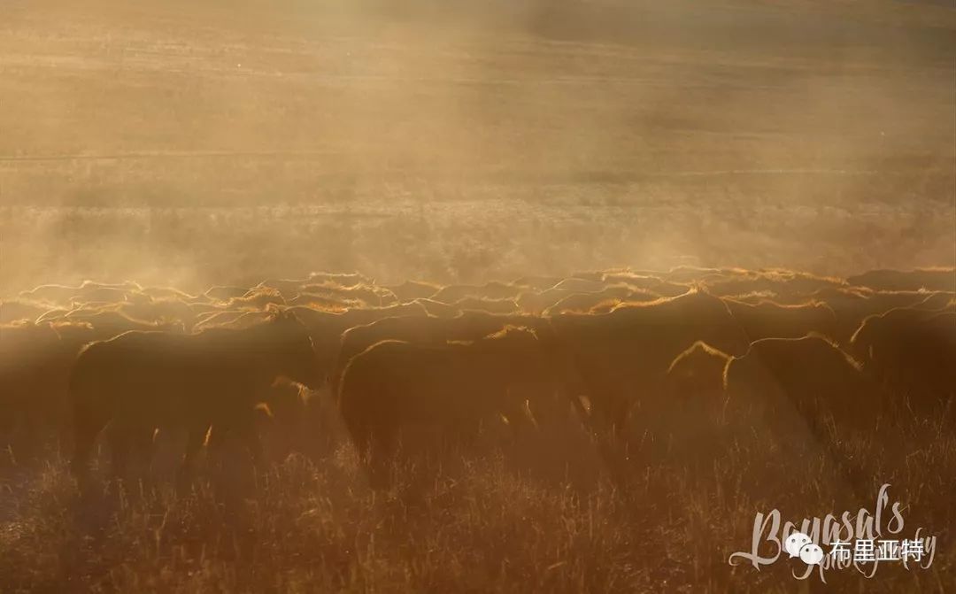 到了蒙古草原上，本身就活成了诗 第31张
