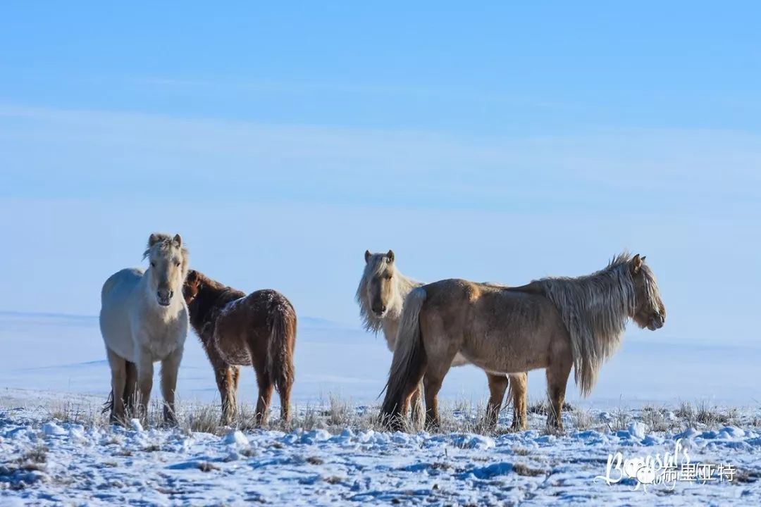 到了蒙古草原上，本身就活成了诗 第37张