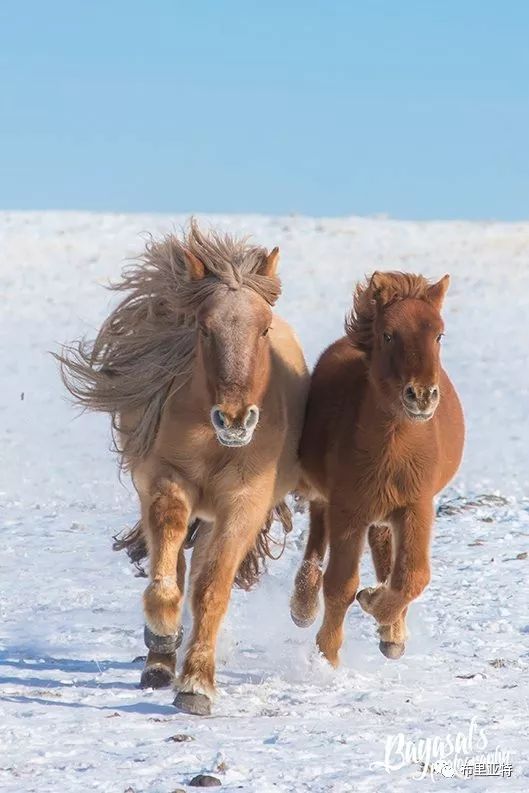 到了蒙古草原上，本身就活成了诗 第49张
