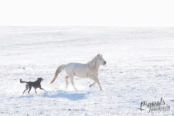 到了蒙古草原上，本身就活成了诗 第48张
