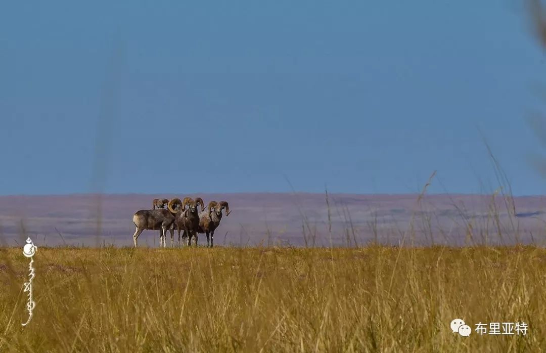 到了蒙古草原上，本身就活成了诗 第54张