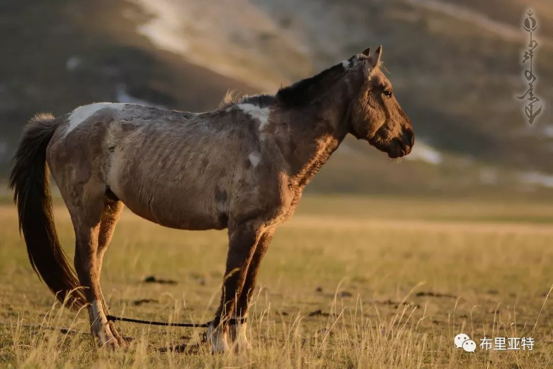 到了蒙古草原上，本身就活成了诗 第50张