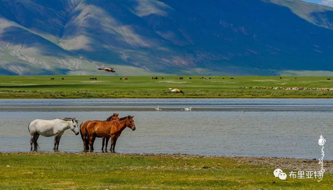 到了蒙古草原上，本身就活成了诗 第68张