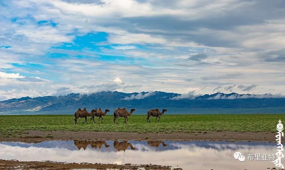 到了蒙古草原上，本身就活成了诗 第70张