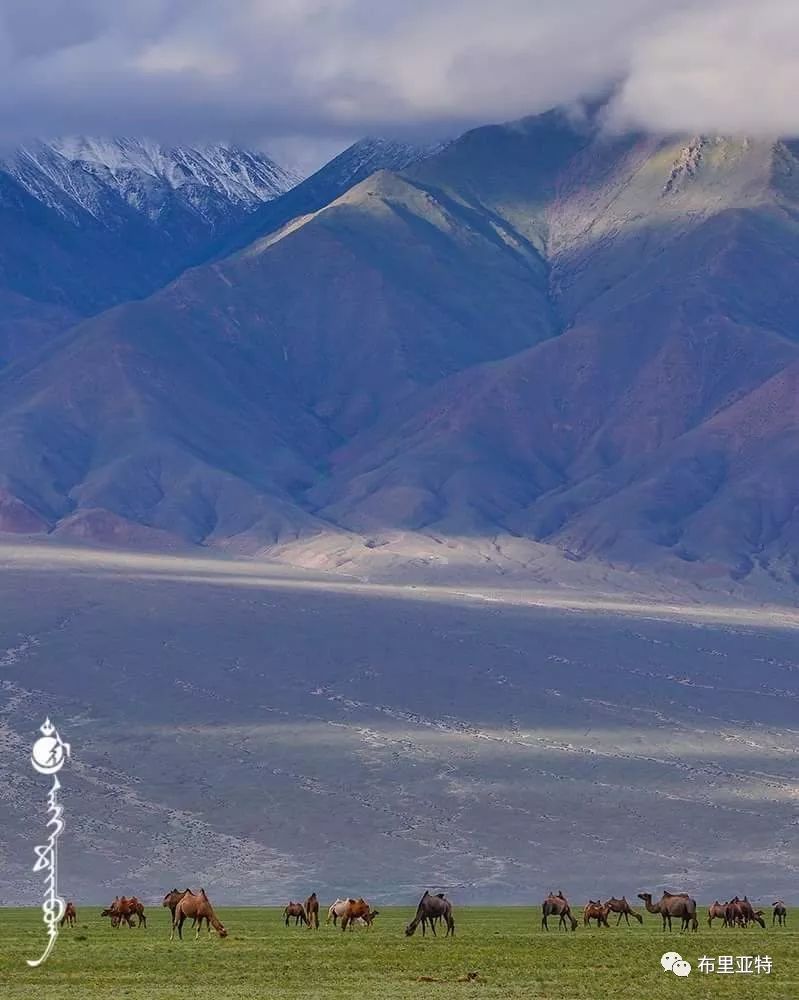 到了蒙古草原上，本身就活成了诗 第78张