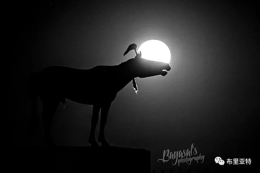 到了蒙古草原上，本身就活成了诗 第84张