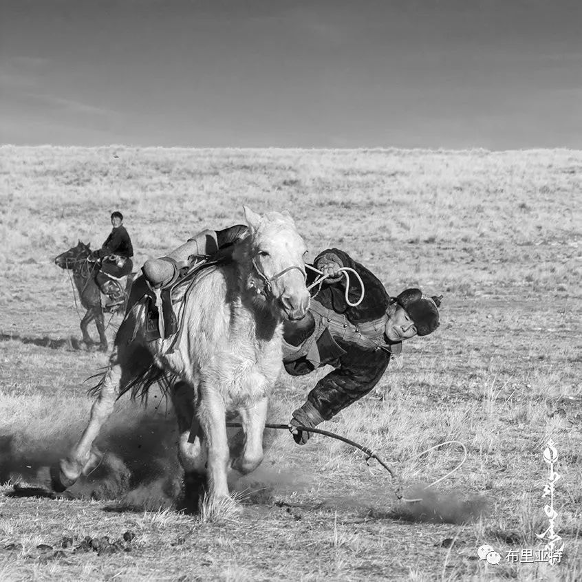 到了蒙古草原上，本身就活成了诗 第81张