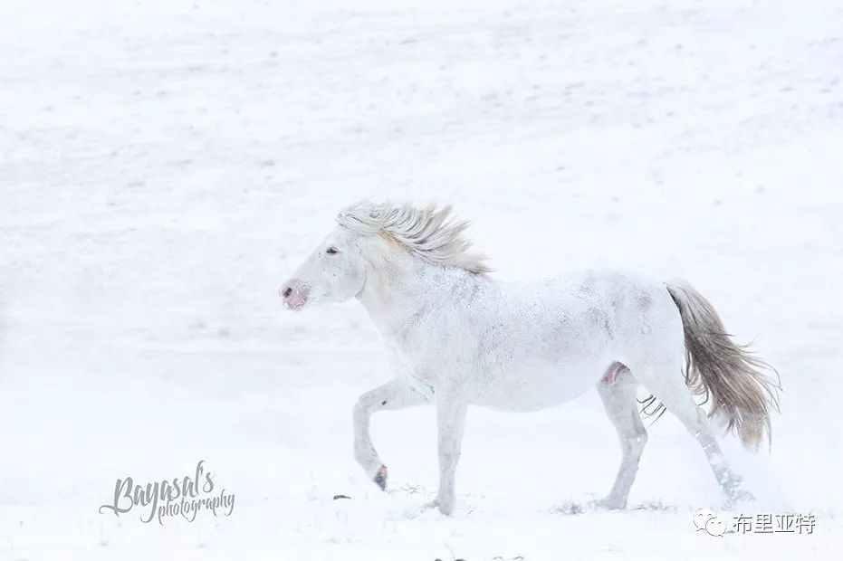 到了蒙古草原上，本身就活成了诗 第82张
