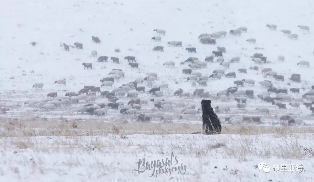 到了蒙古草原上，本身就活成了诗 第83张