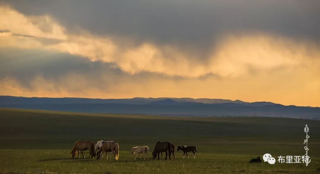 到了蒙古草原上，本身就活成了诗 第89张
