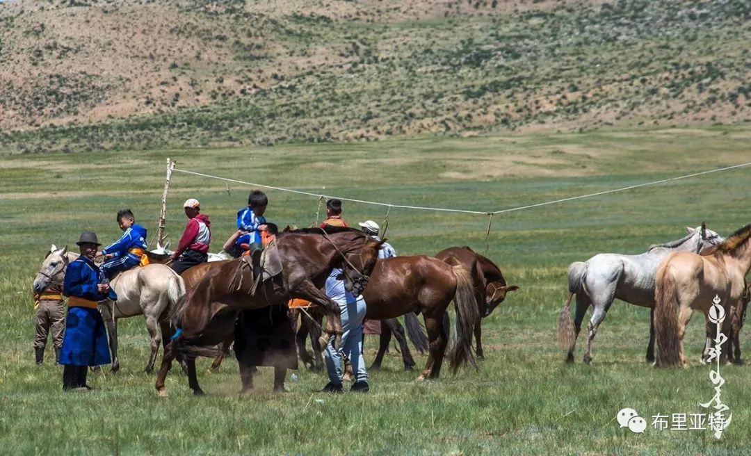 到了蒙古草原上，本身就活成了诗 第93张