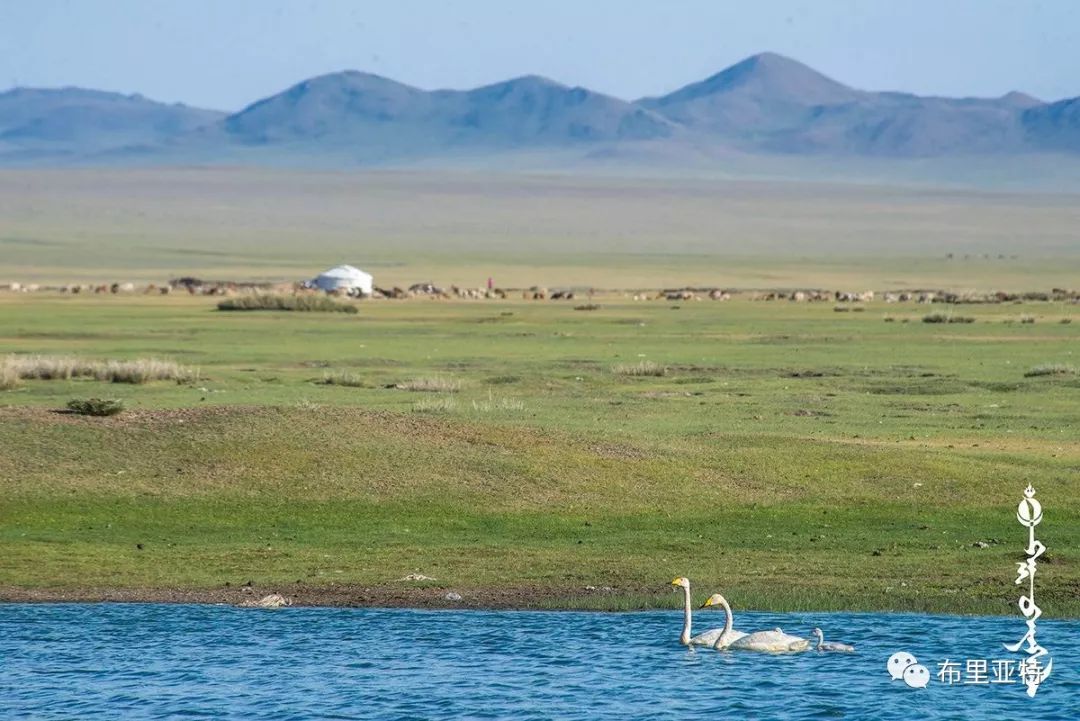 到了蒙古草原上，本身就活成了诗 第96张