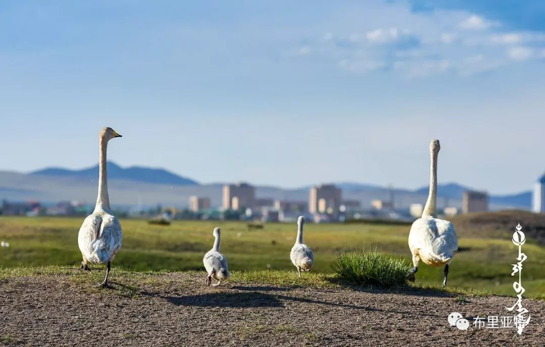 到了蒙古草原上，本身就活成了诗 第97张