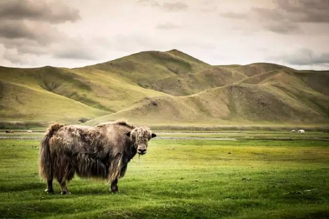 镜头下的蒙古人：摄影师Brian Hodges作品 第16张