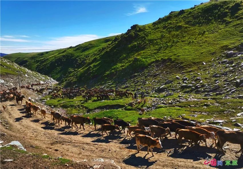 新疆阿勒泰牧民夏季转场：漫天霞光中的剪影如诗如画 第5张