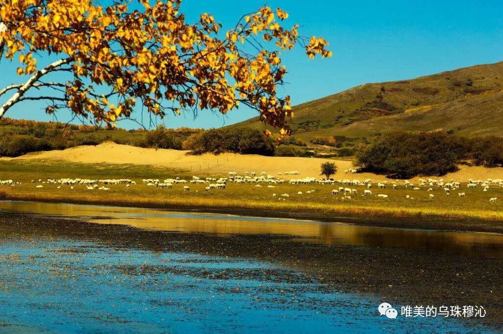 一叶落知天下秋，唯美的乌珠穆沁秋天︱蒙古家乡