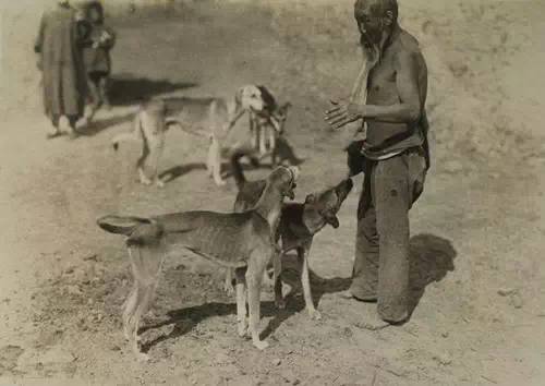 叱咤风云蒙古犬