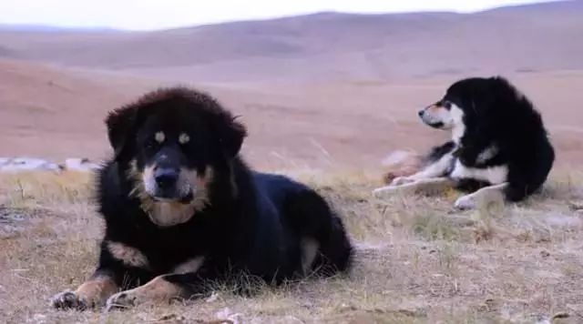草原无冕之王，无人可撼其地位！唯蒙古獒犬是也！