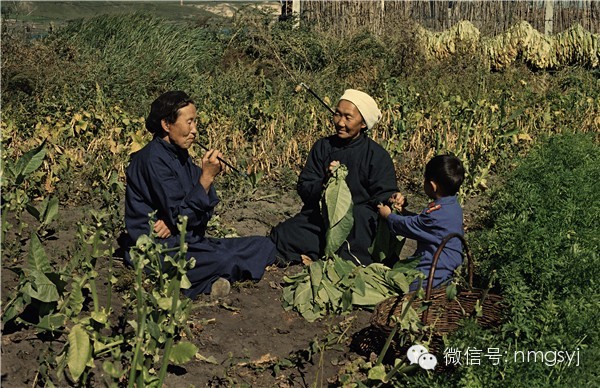 内蒙古摄影家—宝音摄影作品    情系草原