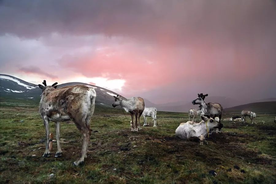 【蒙古影像】蒙古游牧生活 难以捉摸的美