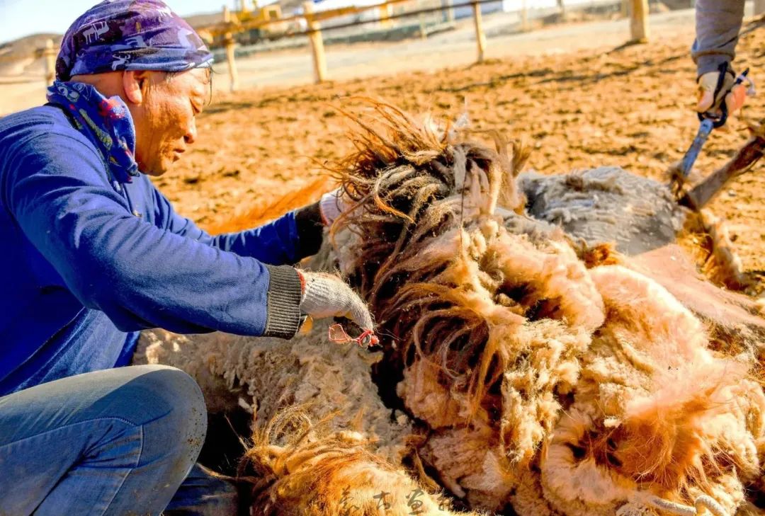 追光录影20载 沙海边陲护驼人 第10张 追光录影20载 沙海边陲护驼人 第10张 追光录影20载 沙海边陲护驼人 蒙古文化