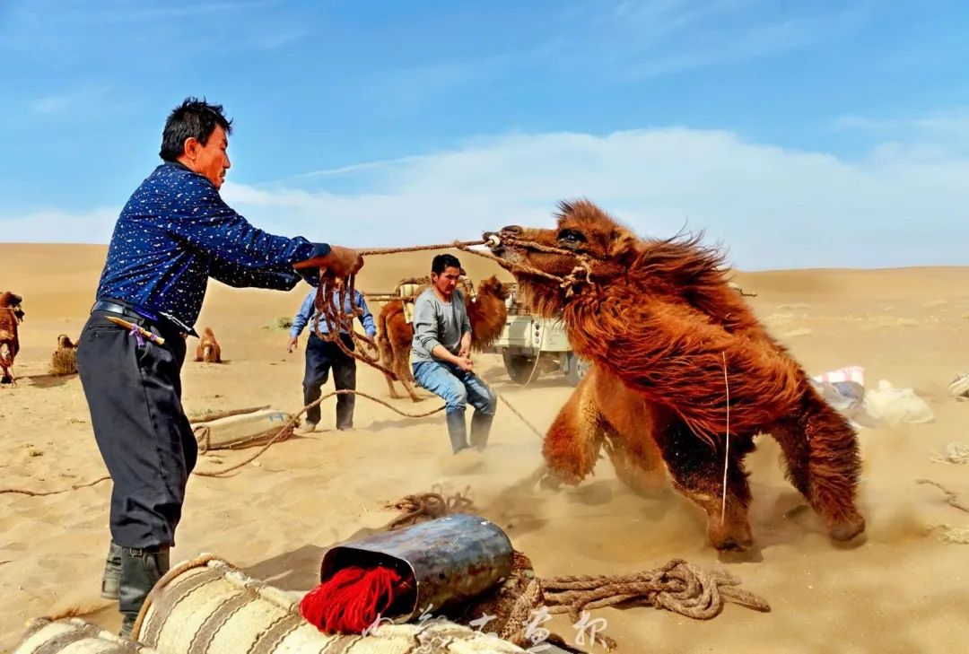 追光录影20载 沙海边陲护驼人 第23张 追光录影20载 沙海边陲护驼人 第23张 追光录影20载 沙海边陲护驼人 蒙古文化