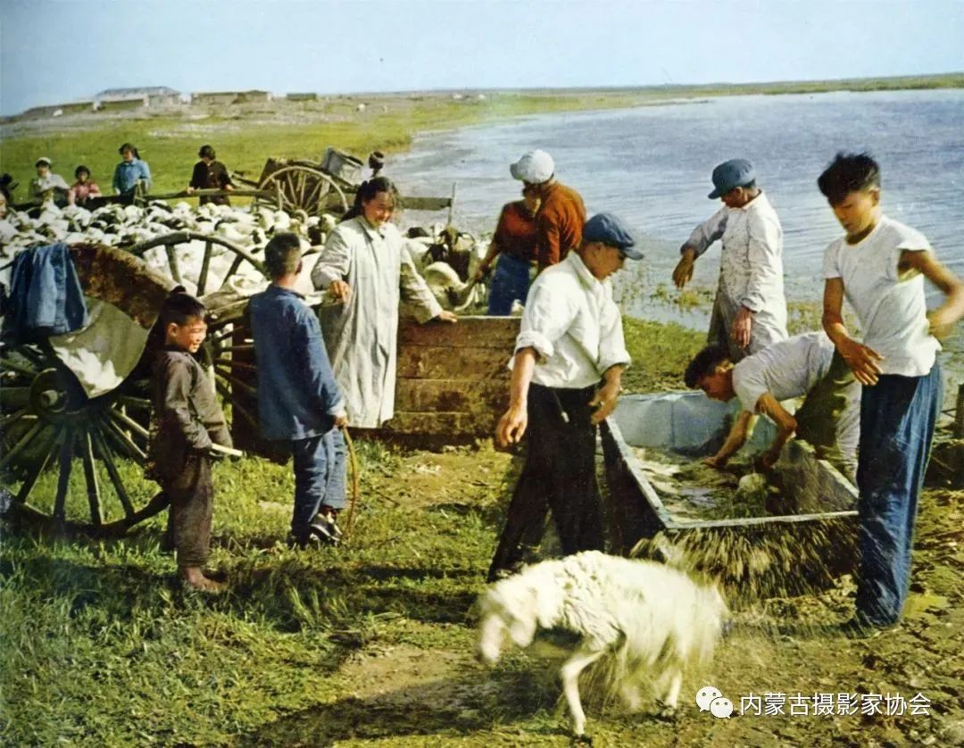 内蒙古：草原牧民接春羔_凤凰网视频_凤凰网