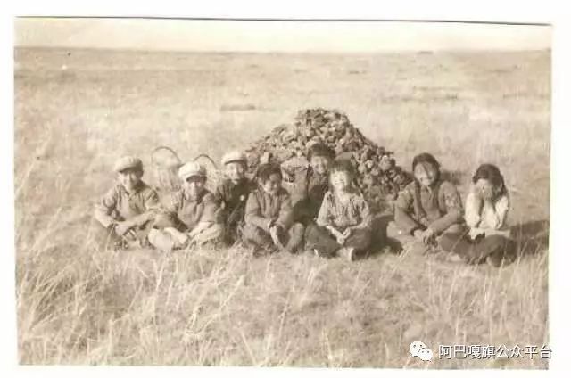 【一帧老照片】老师领我们捡牛粪