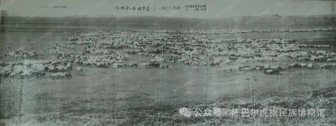 陈巴尔虎往事（第十二期）——解读老照片 万马奔腾的家乡