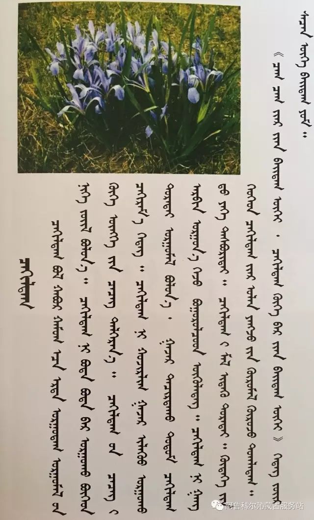 100中草木蒙古名称
